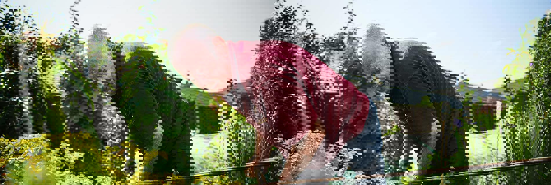 A man digs in a community garden on a sunny day